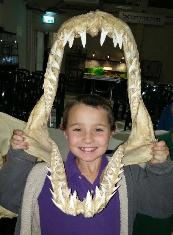 Biblical Museum of Natural History- Fun in Jerusalem